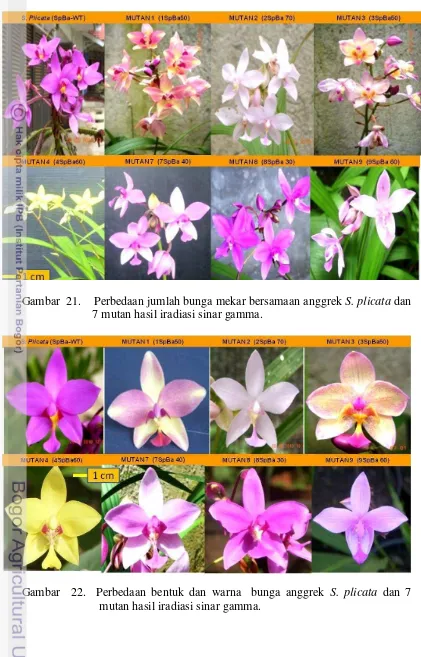 Induksi Mutasi Dengan Iradiasi Sinar Gamma Untuk Pengembangan Klon Unggul Anggrek Spathoglottis Plicata Blume Aksesi Bengkulu