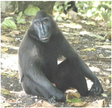 Karakteristik Dominasi Monyet Hitam Sulawesi Macaca nigra 
