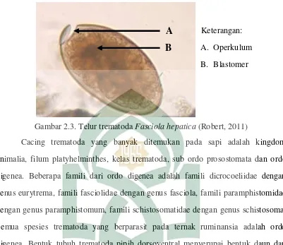 Identifikasi Telur  Cacing  Parasit Pada  Feses  Sapi Bos sp 